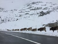 2017-09-10 12-13-53 18a795d0  bovines out and about at the pass